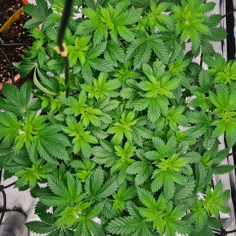 Gorilla Glue growlog timeline photo