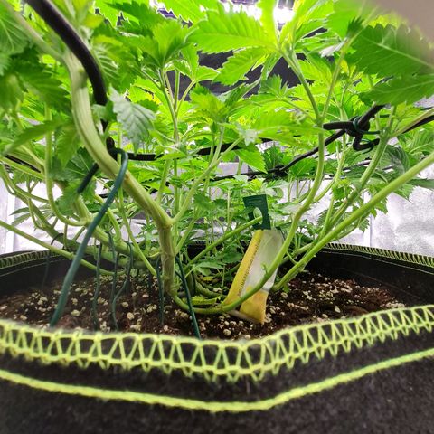 Gorilla Glue growlog timeline photo
