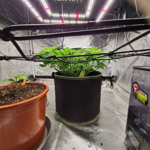 Gorilla Glue growlog timeline photo