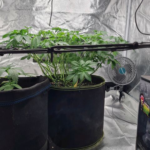 Gorilla Glue growlog timeline photo