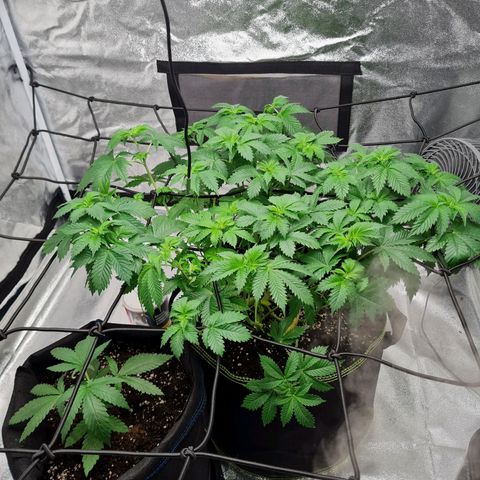 Gorilla Glue growlog timeline photo