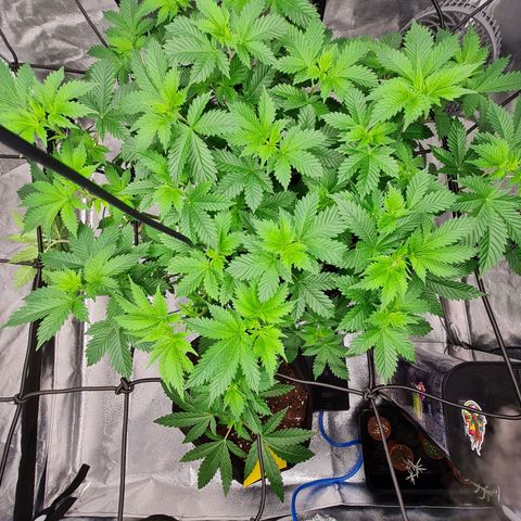 Gorilla Glue growlog timeline photo