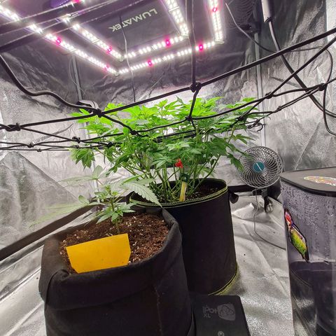 Gorilla Glue growlog timeline photo