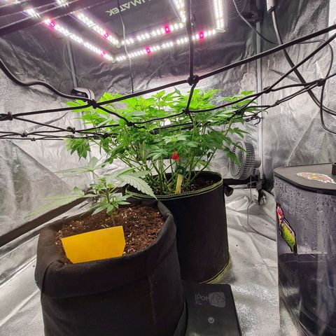 Gorilla Glue growlog timeline photo