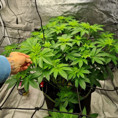 Gorilla Glue growlog timeline photo