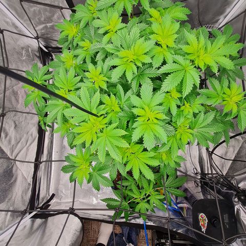 Gorilla Glue growlog timeline photo