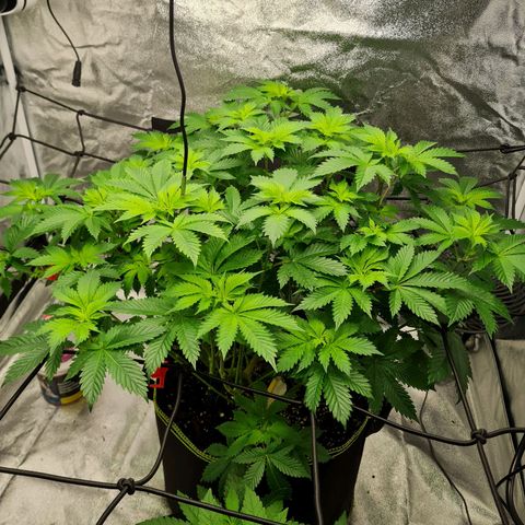 Gorilla Glue growlog timeline photo