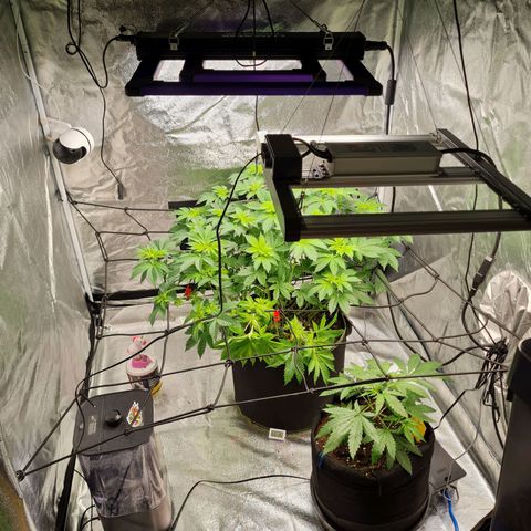 Gorilla Glue growlog timeline photo