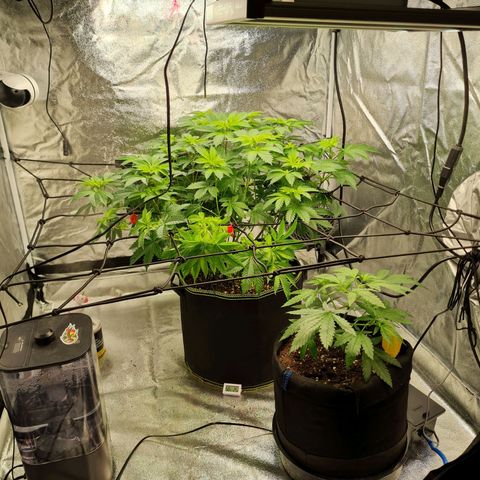 Gorilla Glue growlog timeline photo