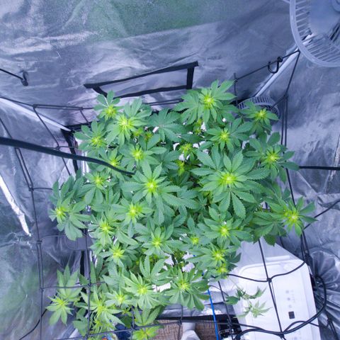 Gorilla Glue growlog timeline photo