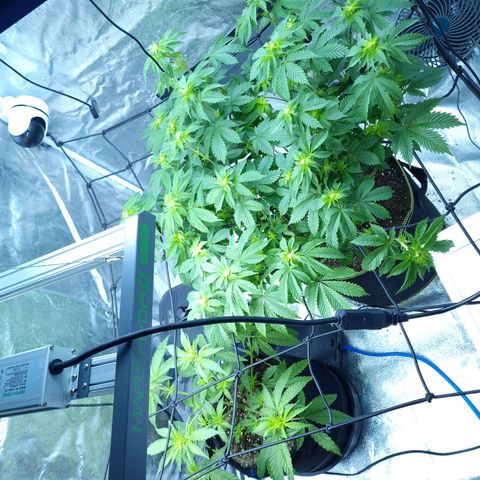 Gorilla Glue growlog timeline photo