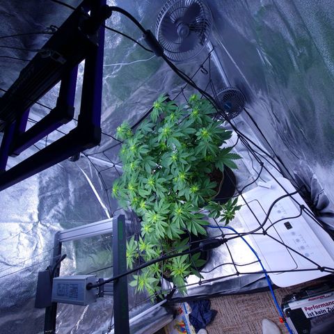 Gorilla Glue growlog timeline photo