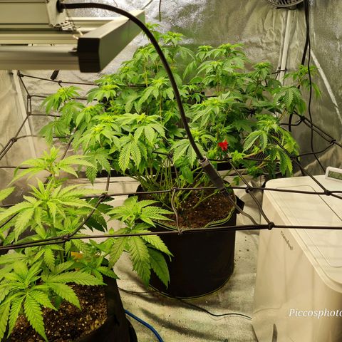 Gorilla Glue growlog timeline photo