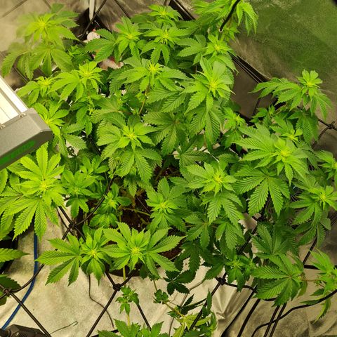 Gorilla Glue growlog timeline photo
