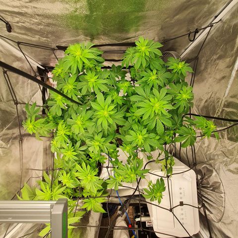 Gorilla Glue growlog timeline photo