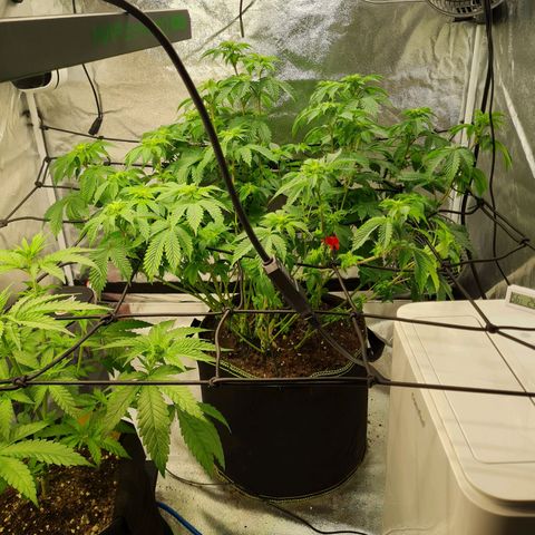 Gorilla Glue growlog timeline photo