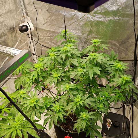 Gorilla Glue growlog timeline photo