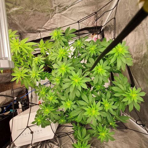 Gorilla Glue growlog timeline photo