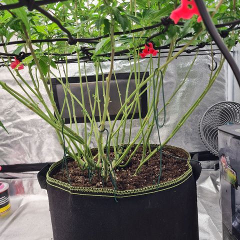 Gorilla Glue growlog timeline photo