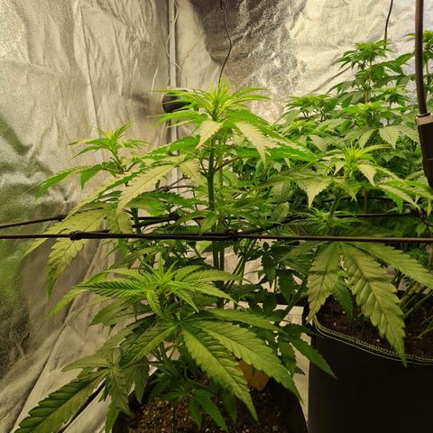 Gorilla Glue growlog timeline photo