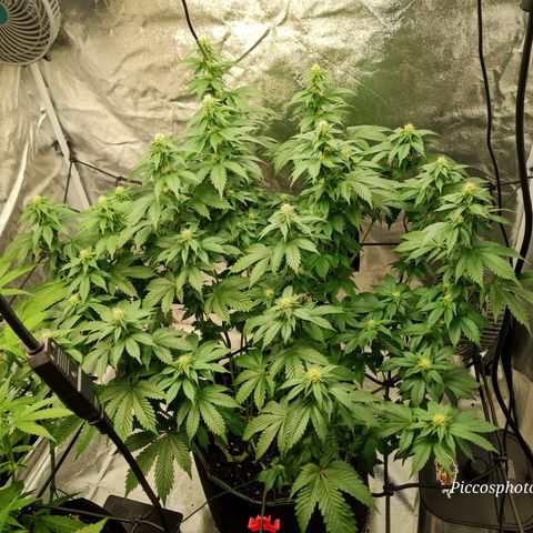 Gorilla Glue growlog timeline photo