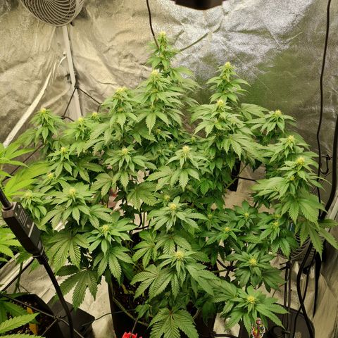 Gorilla Glue growlog timeline photo