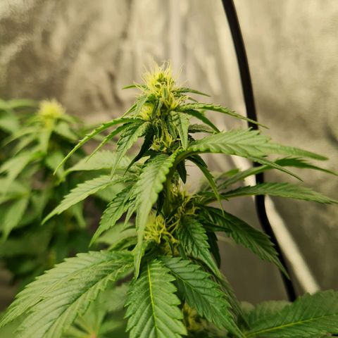 Gorilla Glue growlog timeline photo