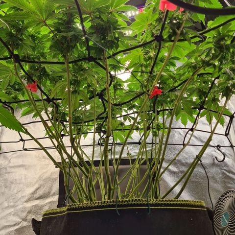 Gorilla Glue growlog timeline photo