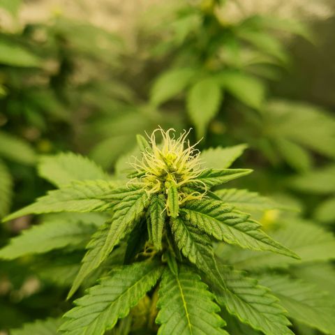 Gorilla Glue growlog timeline photo