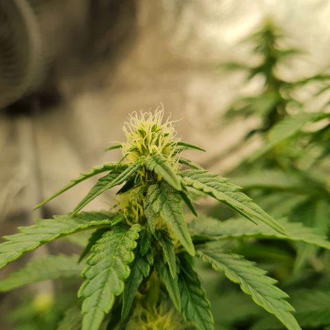 Gorilla Glue growlog timeline photo