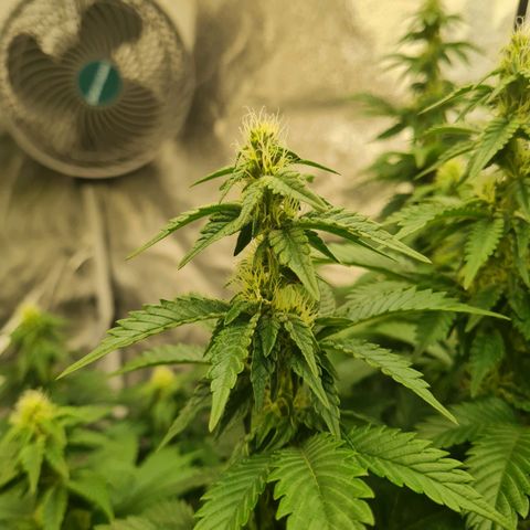Gorilla Glue growlog timeline photo