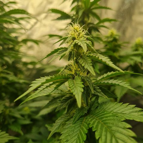 Gorilla Glue growlog timeline photo