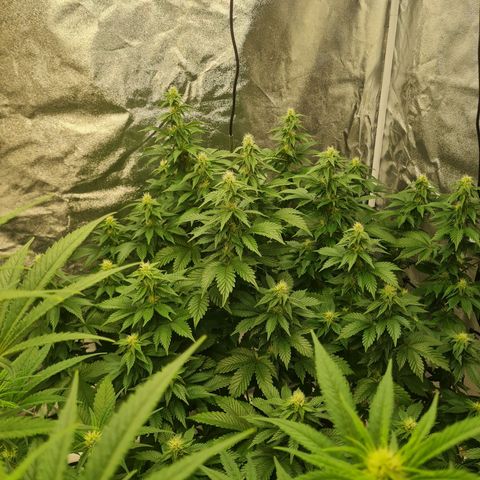 Gorilla Glue growlog timeline photo