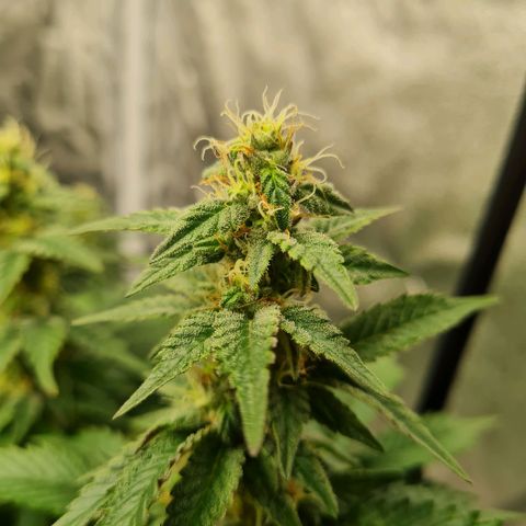 Gorilla Glue growlog timeline photo