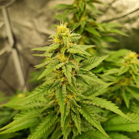 Gorilla Glue growlog timeline photo
