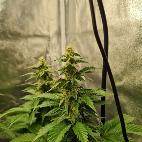 Gorilla Glue growlog timeline photo