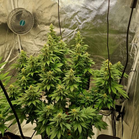 Gorilla Glue growlog timeline photo