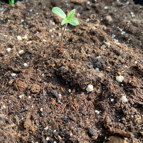 Mimosa x Orange Punch Auto (Punani Pief) growlog photo: Today: 🌥⛅️🌤🌞