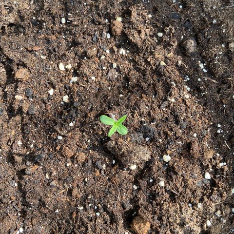 Mimosa x Orange Punch Auto (Punani Pief) growlog photo: Today: 🌥⛅️🌤🌞
