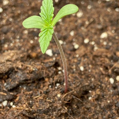 Mimosa x Orange Punch Auto (Punani Pief) growlog photo: Today: ⛅️🌞⛅️🌞⛅️