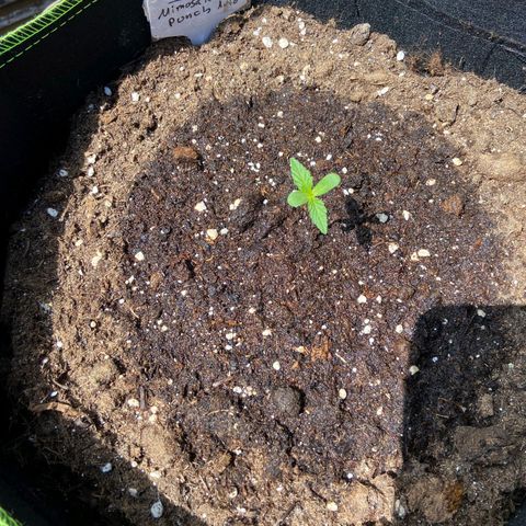 Mimosa x Orange Punch Auto (Punani Pief) growlog photo: Today: 🌥🌞🌥🌞🌥🌞