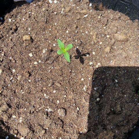Mimosa x Orange Punch Auto (Punani Pief) growlog photo: Today: 🌥🌞🌥🌞🌥🌞