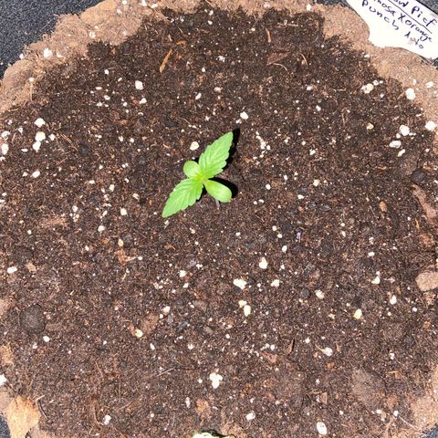 Mimosa x Orange Punch Auto (Punani Pief) growlog photo: Today: ☁️🌤☁️🌤🌞☁️