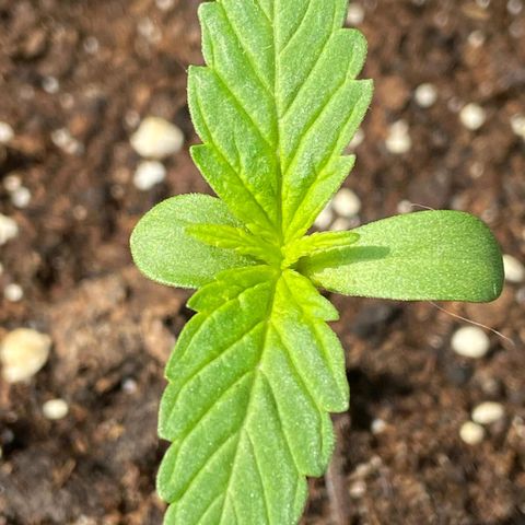 Mimosa x Orange Punch Auto (Punani Pief) growlog photo: Today: 🌧⛅️🌞🌧⛅️🌞