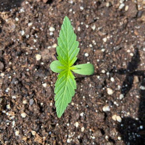 Mimosa x Orange Punch Auto (Punani Pief) growlog photo: Today: 🌧⛅️🌞🌧⛅️🌞