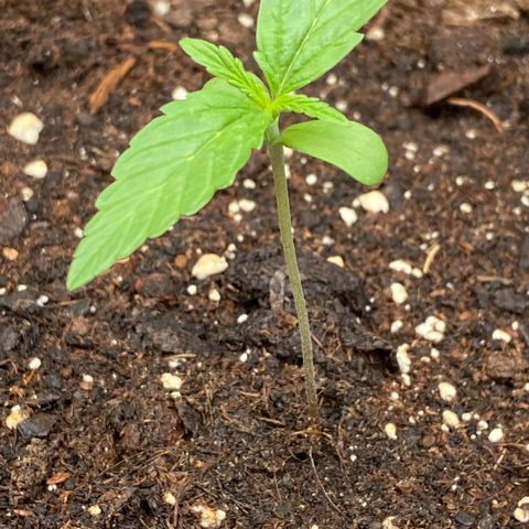 Mimosa x Orange Punch Auto (Punani Pief) growlog photo: Today: ⛅️🌧🌞⛅️🌧🌞