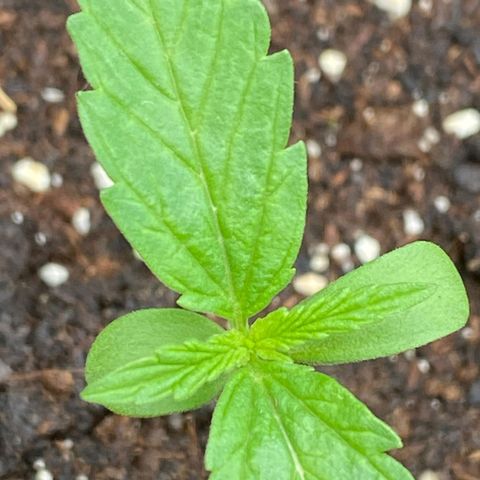 Mimosa x Orange Punch Auto (Punani Pief) growlog photo: Today: ⛅️🌧🌞⛅️🌧🌞