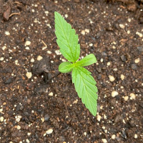 Mimosa x Orange Punch Auto (Punani Pief) growlog photo: Today: ⛅️🌧🌞⛅️🌧🌞