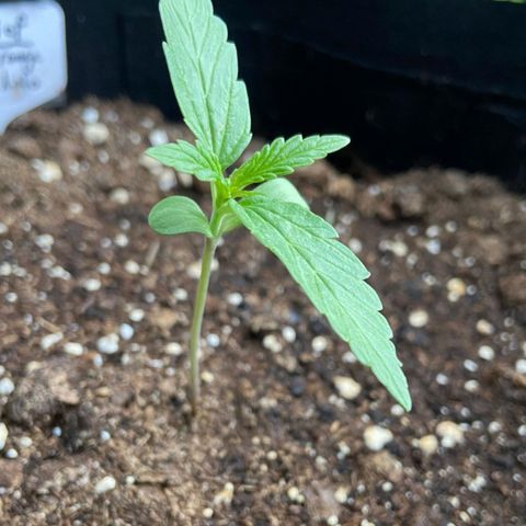 Mimosa x Orange Punch Auto (Punani Pief) growlog photo: Today: 🌧⛅️🌞🌧⛅️🌞