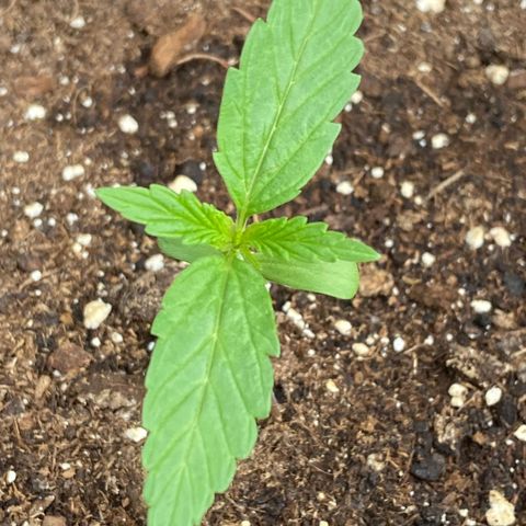 Mimosa x Orange Punch Auto (Punani Pief) growlog photo: Today: 🌧⛅️🌞🌧⛅️🌞